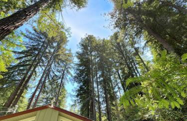 Cozy cabin deep in the redwoods with WiFi and Hot Tub - Foto 5