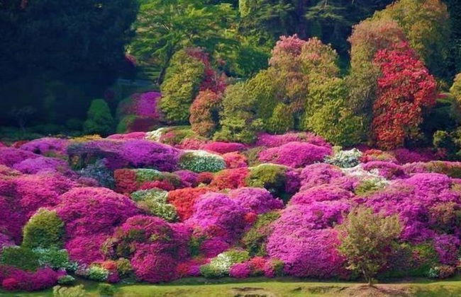 Azalea & Glicine House - Foto 69