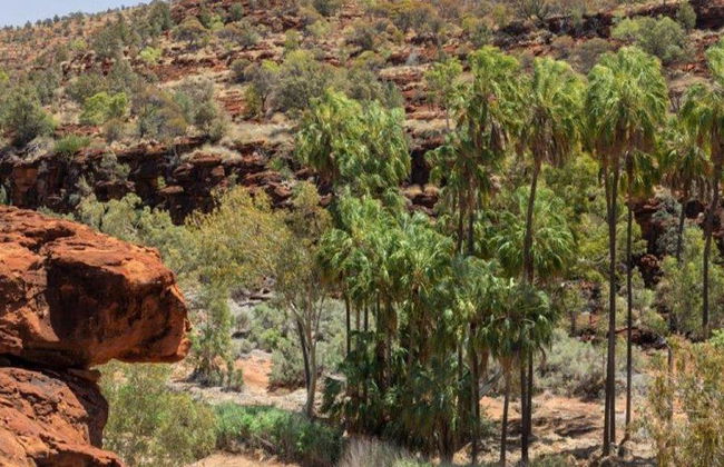 Palm Valley et Promenade en 4x4 - Excursion d'une Journée - Photo 7