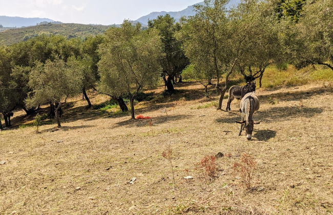 Il Rifugio del Contadino Country House - Photo 44