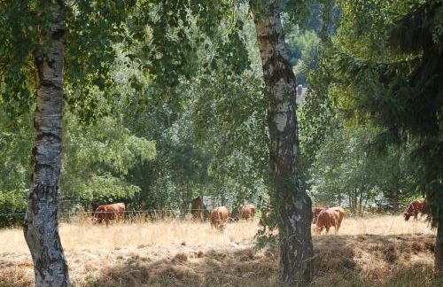 Behagliches Ferienhaus Zaunkönig -mit Kamin und Sauna- Blick über das romantische Bodetal - Foto 31