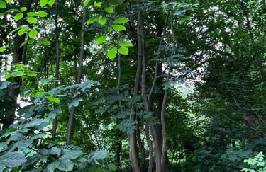 Forest Guest House - Foto 37