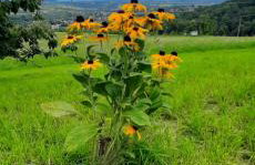 Domek pod Skiełkiem - Photo 24