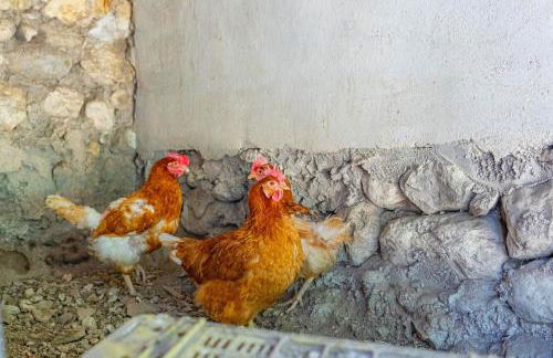 El Molinet del Governador- Apartamentos Rurales - Photo 38