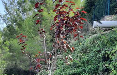 GAUDIR LA MAR - Casa en Tossal Gros La Font d'en Carros - Foto 37