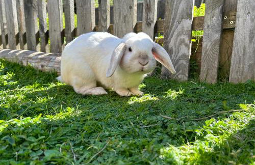 Feichterhof - Photo 43