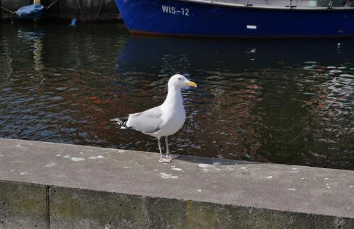 Ostsee-Weitblick zw Rostock und Wismar - Foto 18