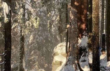 Sweet getaway in private Giant Sequoia Grove! - Foto 45