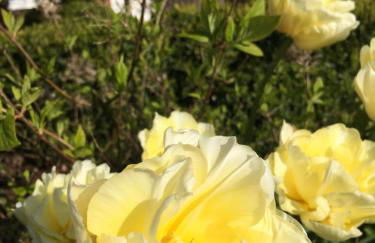 Ferienwohnung Deichapfel im Alten Land (Jork) - Foto 10