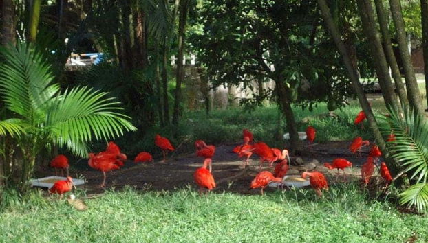 Belen Amazonian Parks Tour - Foto 3