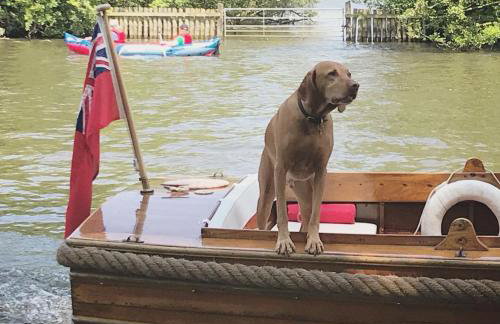 Dog friendly cottage on the edge of the Norfolk Broads - Foto 75