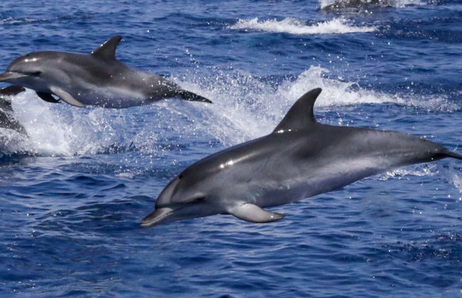 Avistamiento de delfines en la isla de Figarolo - Foto 1