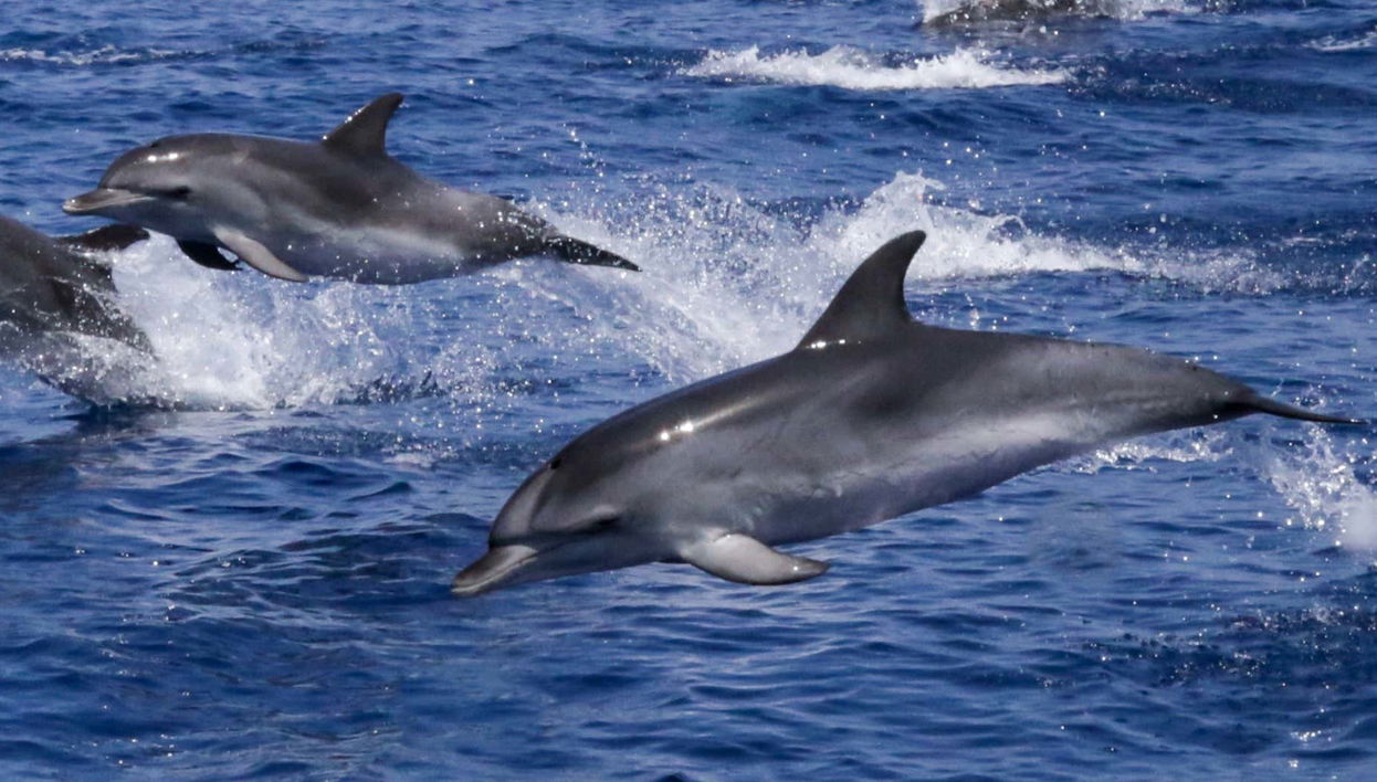 Avvistamento dei delfini sull'isola di Figarolo
