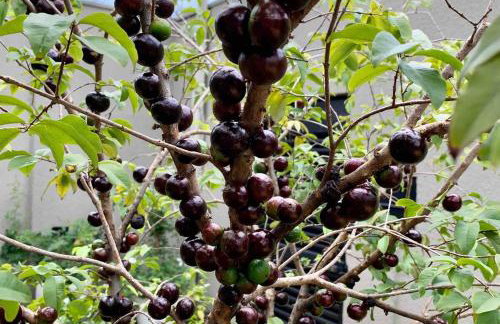 Meu lar longe de casa - Foto 27