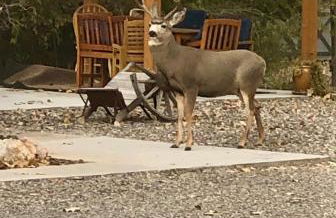 Top Property, Fishermen, Pool Passes, One Minute To The Hot Springs, Location Perfect & Amenity Rich, Pup Friendly, Discover An Exceptional Wyoming Stay, Thermopolis River Walk Home at Hot Springs State Park, 'Where Families and Fisherman Stay' - Foto 38