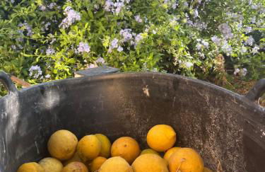 Quinta da Layla - Photo 50