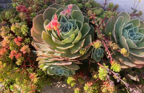 Maison artistes bord de mer Rostellec - Photo 39