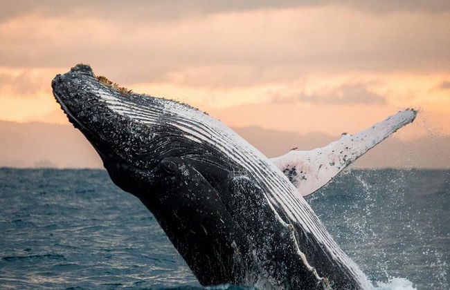 Go City - San Diego Explorer Pass - Accès à jusqu'à 7 Attractions - Photo 10