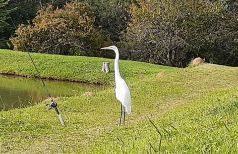 Natureza, paz no sítio - Foto 30