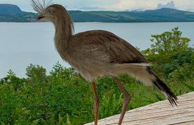 Nau Loft Refúgio - Capitolio MG - Foto 18