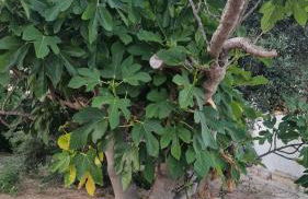 La Loggia sul mare - Foto 23