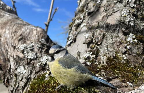 Das Vogelnest - Foto 44