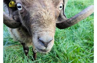 Ferienwohnung - De Deelstuuv - Foto 21