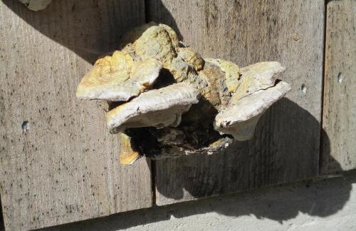 Ferienwohnung Zweilinden - Foto 22