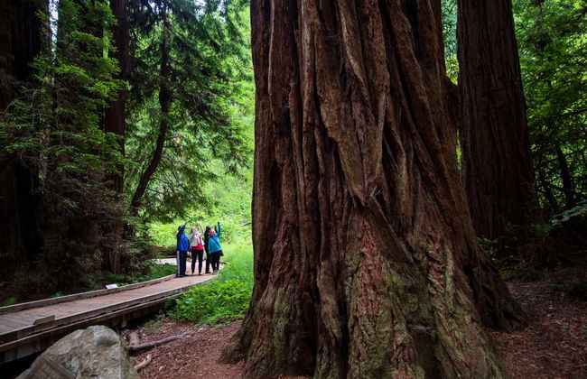 Excursión a Muir Woods y Sausalito - Foto 3
