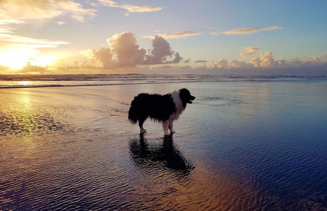 Romantic Piha - Photo 34