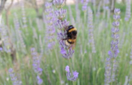 Apartments Villa Hansal - Photo 24