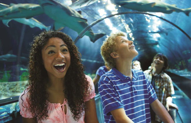 Billet pour SeaWorld Orlando - Photo 6