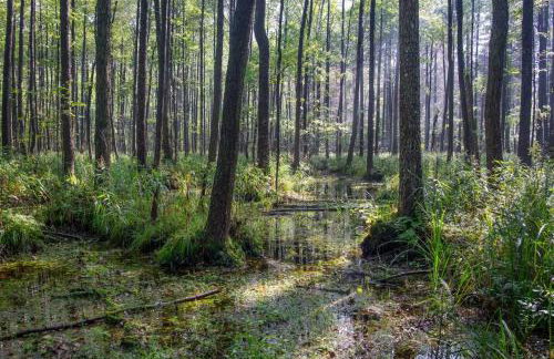 Apartament w Puszczy Białowieskiej - Foto 23