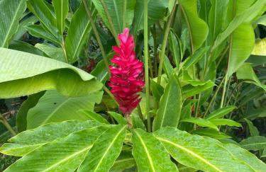 Chácara Gomes - Caiubura - Bertioga - Foto 56