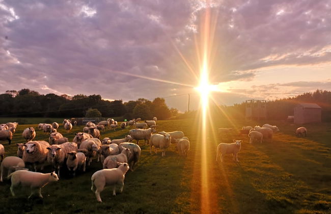 Vintage all Terrain Italian Army Truck - Foto 15