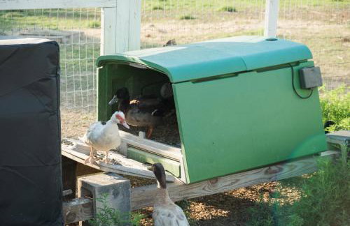 Farm Retreat with Jacuzzi, Fire Pit, Mini Goats, Mini Ponies and Mini Cows - Foto 47