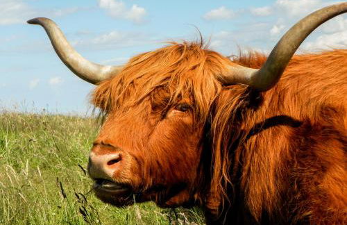 Swallow Cottage - Foto 13