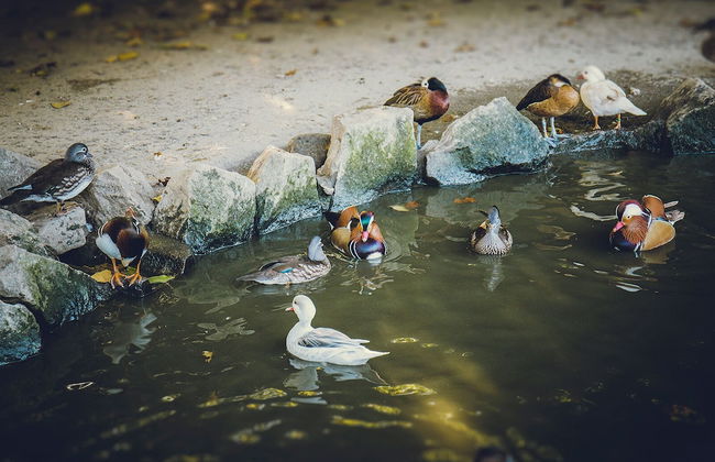 Quintãs Farm Houses - Foto 34