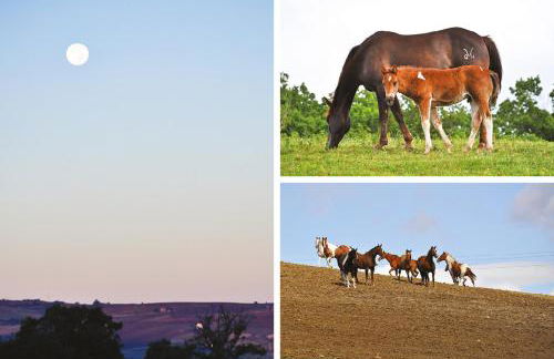 Masseria Straziuso - La Vaccariccia - Foto 49