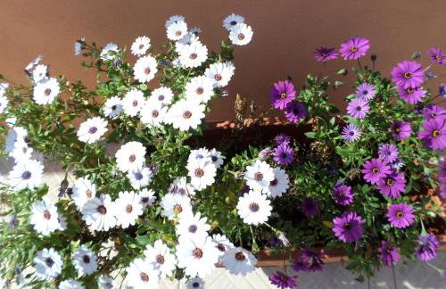 ### Appartamenti sulla SPIAGGIA al POETTO ### - Foto 34