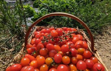 Agriturismo a Canonica - Foto 10