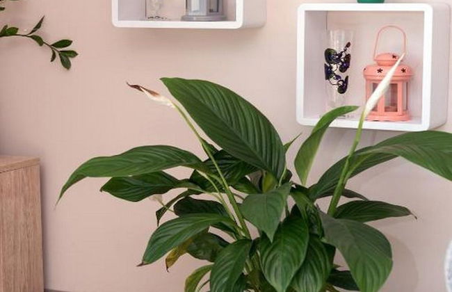 Apartments Bella Vista - Foto 55