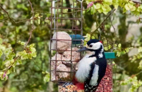 Elm Tree Cottage - Foto 36