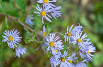 Cozy Cabin in Stratton Mountain & Mount Snow 10min - Photo 36