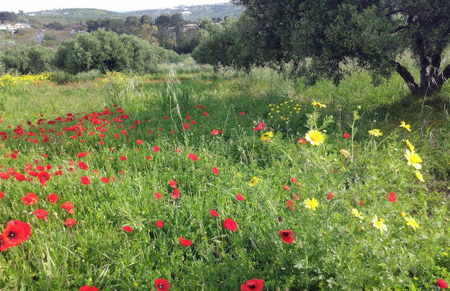 Villa Phyllia, a Property With History - Foto 6