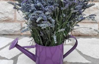 Skulka Apartment - Cres Island - Photo 5