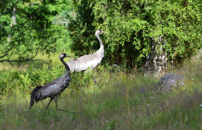 4 Star Holiday Home in Malmkoping-by Traum - Foto 13