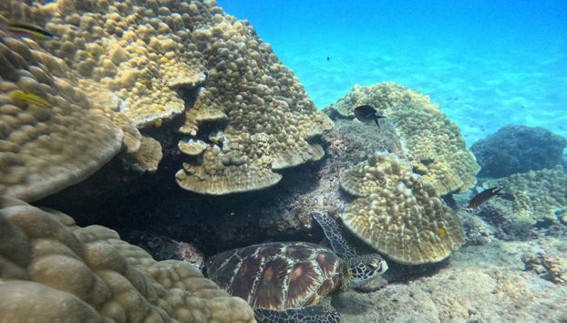 Scuba Diving on Isla del Caño - Foto 2