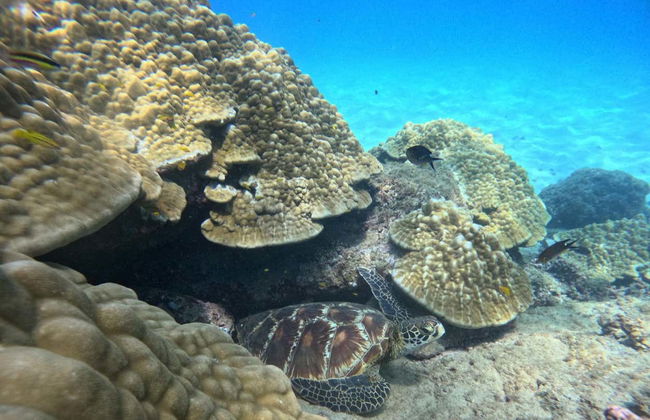 Plongée sur l'île del Caño - Photo 2