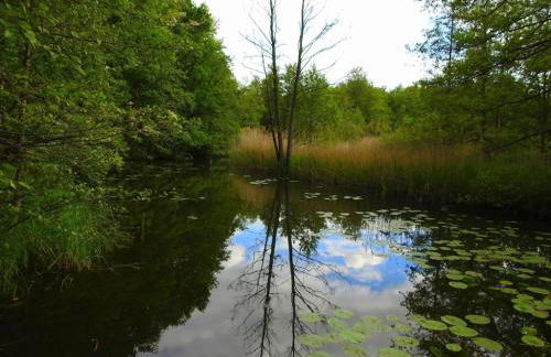 Haus Holli Zarrentin am Schaalsee - Foto 45
